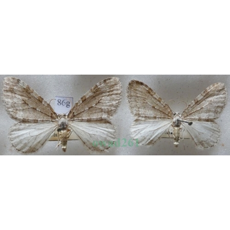 Epirrita dilutata (Denis & Schiffermüller, 1775) pair Paśnik rozmytek Czech86g